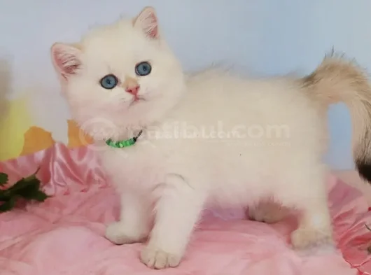 Mavişim Silver British Shorthair görsel