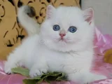 Mavişim Silver British Shorthair