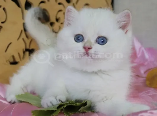 Mavişim Silver British Shorthair