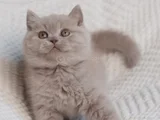 Mahsun Bebeğim Lilac British Shorthair 