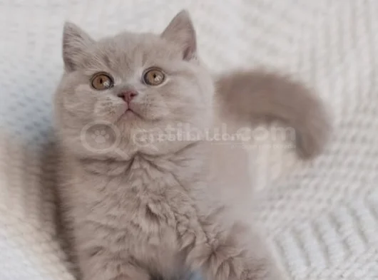 Mahsun Bebeğim Lilac British Shorthair  görsel
