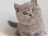 Mahsun Bebeğim Lilac British Shorthair 