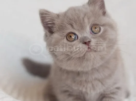 Mahsun Bebeğim Lilac British Shorthair 