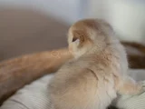 Altın Bakışlı Golden Scottish Fold Shorthair
