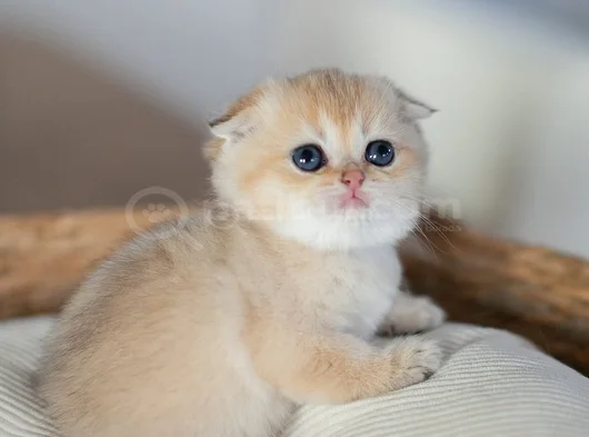Altın Bakışlı Golden Scottish Fold Shorthair görsel
