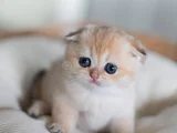 Altın Bakışlı Golden Scottish Fold Shorthair