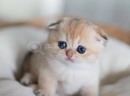 Altın Bakışlı Golden Scottish Fold Shorthair görsel