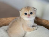 Altın Bakışlı Golden Scottish Fold Shorthair