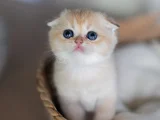 Altın bakışlı Golden Scottish Fold Shorthair