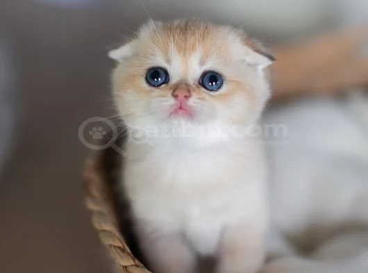 Altın bakışlı Golden Scottish Fold Shorthair