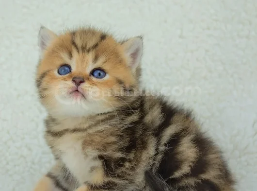 Dikkat Çekici Hatlarıyla Blackgolden British Shorthair