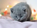 Kara Kuzum Gri British Shorthair