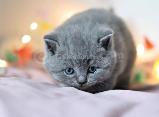 Kara Kuzum Gri British Shorthair görsel