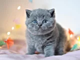 Kara kuzum Gri British Shorthair