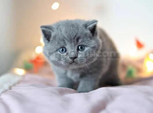 Kara Kuzum Gri British Shorthair görsel
