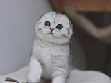 Canım Tosbik Silver Scottish Fold Shorthair
