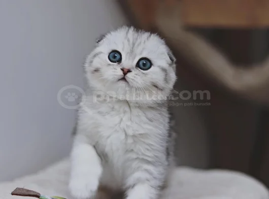 Canım Tosbik Silver Scottish Fold Shorthair