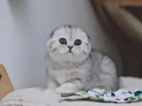 Canım Tosbik Silver Scottish Fold Shorthair