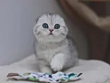 Canım Tosbik Silver Scottish Fold Shorthair