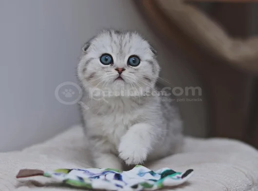 Canım Tosbik Silver Scottish Fold Shorthair görsel