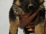 Alman Çoban Köpegi
