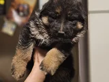Alman Çoban Köpegi