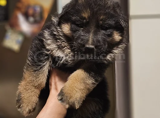 Alman Çoban Köpegi görsel