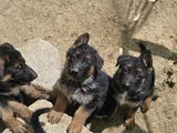 Alman Çoban Köpegi