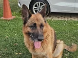 Alman Çoban Köpegi