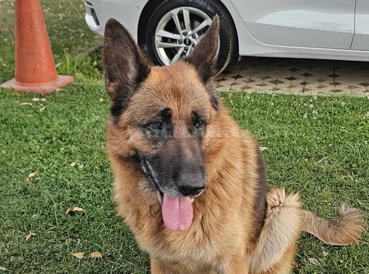 Alman Çoban Köpegi görsel