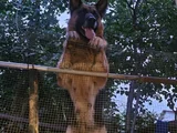 Alman Çoban Köpegi