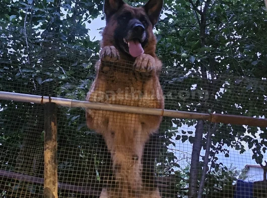 Alman Çoban Köpegi görsel