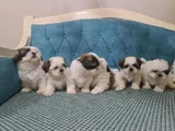 3 Haziran Doğumlu 3 Erkek 3 Dişi A Kalite Shih Tzu Yavruları