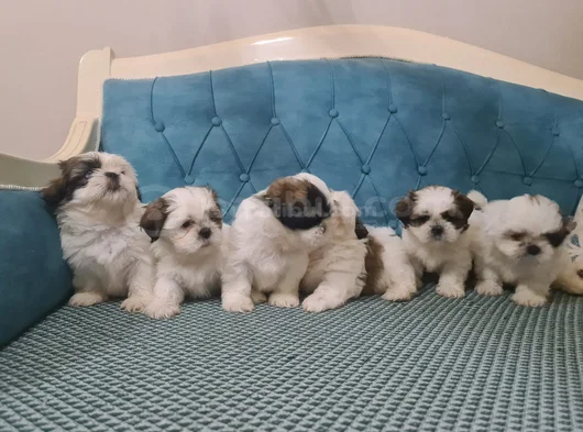 3 Haziran Doğumlu 3 Erkek 3 Dişi A Kalite Shih Tzu Yavruları görsel