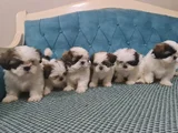 3 Haziran Doğumlu 3 Erkek 3 Dişi A Kalite Shih Tzu Yavruları