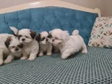 3 Haziran Doğumlu 3 Erkek 3 Dişi A Kalite Shih Tzu Yavruları