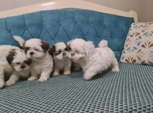 3 Haziran Doğumlu 3 Erkek 3 Dişi A Kalite Shih Tzu Yavruları görsel