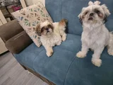 3 Haziran Doğumlu 3 Erkek 3 Dişi A Kalite Shih Tzu Yavruları