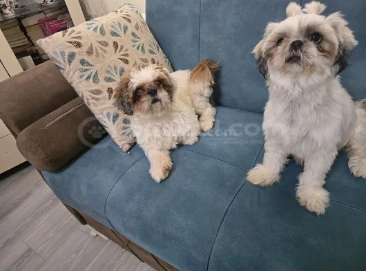 3 Haziran Doğumlu 3 Erkek 3 Dişi A Kalite Shih Tzu Yavruları görsel