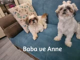 3 Haziran Doğumlu 3 Erkek 3 Dişi A Kalite Shih Tzu Yavruları