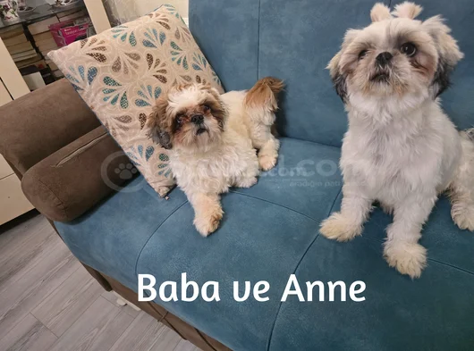 3 Haziran Doğumlu 3 Erkek 3 Dişi A Kalite Shih Tzu Yavruları görsel