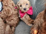 Tüy Dökmez Kokmaz Çok Zeki Maltipoo