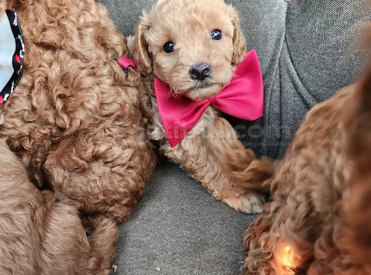 Tüy Dökmez Kokmaz Çok Zeki Maltipoo görsel