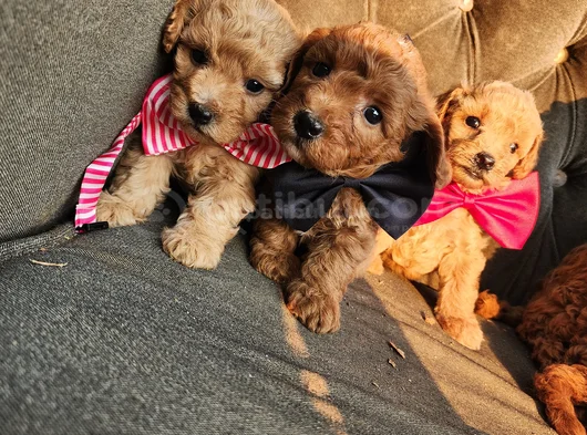 Tüy Dökmez Kokmaz çok Zeki Maltipoo