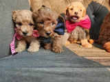 Tüy Dökmez Kokmaz Çok Zeki Maltipoo
