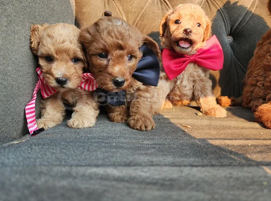 Tüy Dökmez Kokmaz Çok Zeki Maltipoo görsel