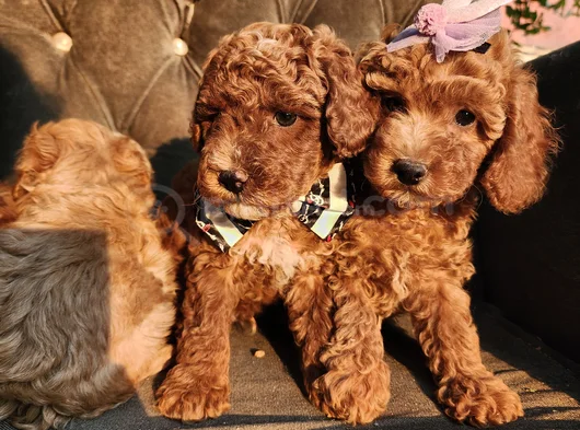 Anne Altından Evde Bakılan Kore Kan Mini Poodle görsel