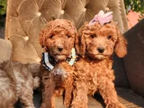 Anne Altından Evde Bakılan Kore Kan Mini Poodle
