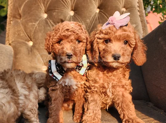 Anne Altından Evde Bakılan Kore Kan Mini Poodle görsel