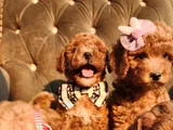 Anne Altından Evde Bakılan Kore Kan Mini Poodle